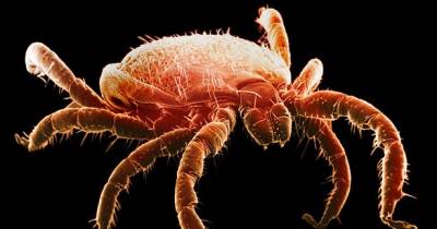 How To Remove A Tick To Prevent Lyme Disease