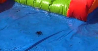 Deadly Spider Found In Paddling Pool Captured On Film As Kids Scream For Help