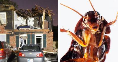 Bug Spray Explodes In New Jersey Home With All Cockroaches Surviving