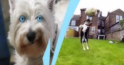 Dogs Who Failed At Being Dogs