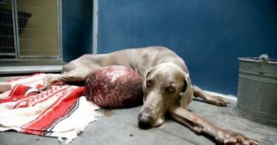 What This Dog Has Inside Of Him Made The Doctors Speechless. I've Never Seen Anything Like This.