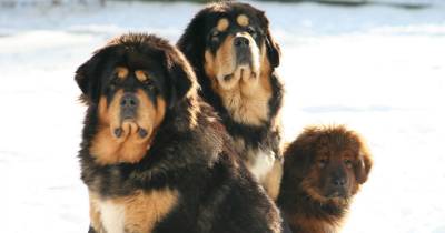 Cats And Dogs With Magical Origins