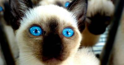 Common Cat Behavior Myths Decoded