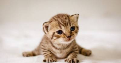 Signs Your Cat Owns You