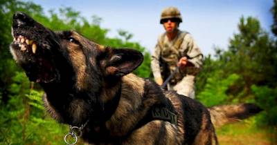 Things You Never Knew About America's Military Dogs