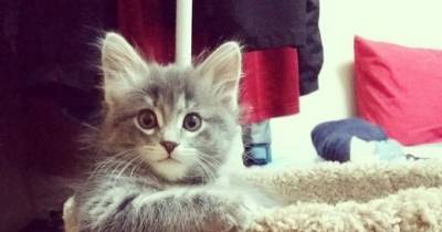 Cats Again Get A Bad Rap In Toxoplasmosis Coverage