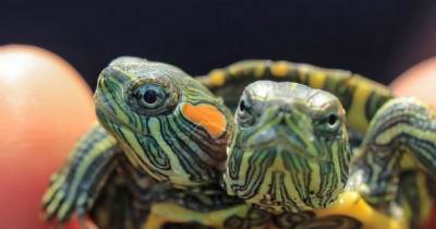 Two-headed Turtle Measuring Just 4cm Long