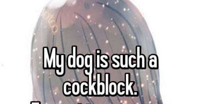 Dog-owners Share The Worst Ways Their Dogs Ruined Their Hook-ups!