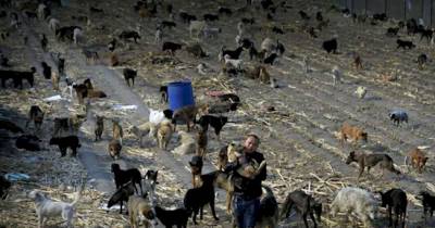 This Former Millionaire Is Using His Life's Savings To Save Stray Dogs In China!
