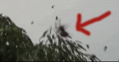 He Looked Up At The Sky And Thought They Were Just Birds. Then He Saw These Terrifying Creatures. Unbelievable!