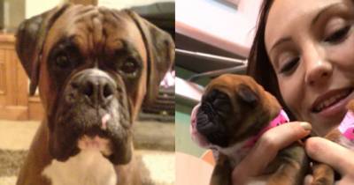 I Cloned My Dead Dog