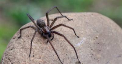 Omg! This Man Gets A Venomous Bite After Upsetting Large Nest Of Spiders