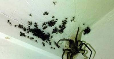 Insane Pictures That Will Make You Fear Spiders Above All Else