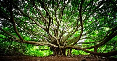 Amazing Stories About 10 Incredible Trees