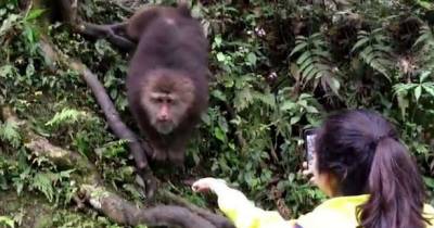 Cheeky Monkey! Tourist Gets More Than She Bargained For When Feeding This Speedy Macaque