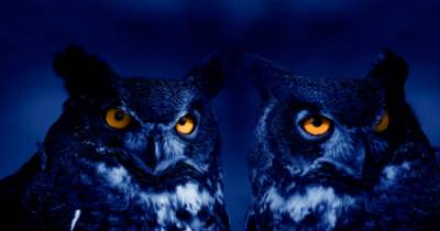 The All Too Real Struggles Of Being A Night Owl