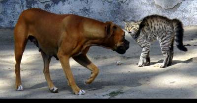 It's Finally Out! The Reason Dogs And Cats Hate Each Other!