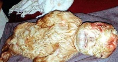 Mystery Over 'Mythical' Goat 'Born With The Face Of A Human Baby'