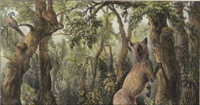 Can You Spot ALL The Animals and Human Faces Hidden Within This Picture? This One Is Really Tough!