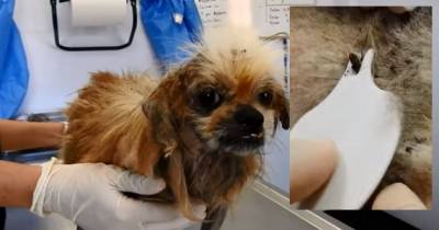 Abandoned Pekingese Hides A Secret Worse Than Ticks Under His Matted Hair