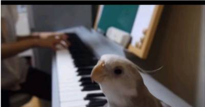 He Puts His Pet Bird On The Piano.