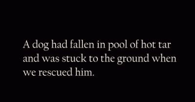 I Thought It Was A Dead Dog, But Then His Eyes Moved. What Happens Next Is Unbelievable.