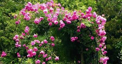 Beautiful Climbing Plants For Fences And Walls