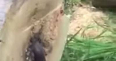 Man Cuts Down Tree And Is Terrified By What He Finds Inside
