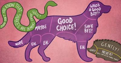 How To Properly Pet Animals Without Being Hurt