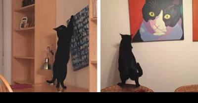 Meet 13 A**hole Cats Who Don&rsquo;t Care About Your Rules