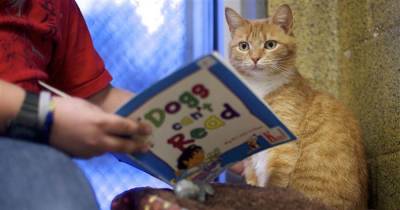 The Good Mews Shelter Helps Kids and Cats Through Reading