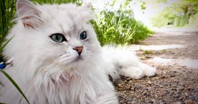 Cat Hazards That Might Lurk Around Your Household