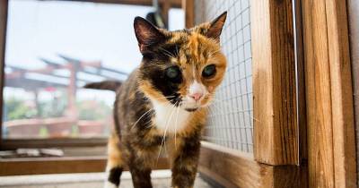 Pops Moves From &ldquo;Oldest Cat in the Shelter&rdquo; to &ldquo;Happy Home&rdquo;
