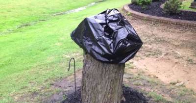 Her Husband Cuts Down A Tree, 2 Weeks Later She Takes Off The Garbage Bag And He Sees It
