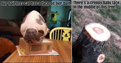 Seemingly Ordinary Pictures That Will Horrify And Intrigue You