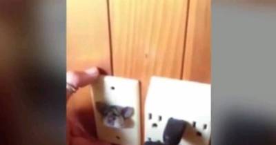Man Stunned To Find Rat Sticking Its Head Out Of Plug Socket