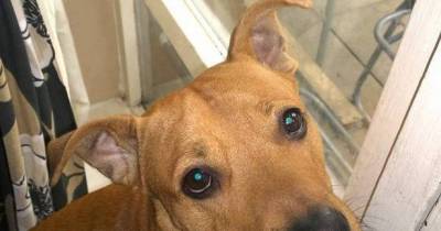 Hungry Dog Named Firestarter Sets Home On Fire While Looking For Food!