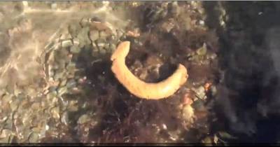 Fisherman Spots Strange 'Creature' Swimming To Shore - But It Might Be Something Much More Disgusting