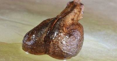 Why Did They Hide This Seed For More Than 100 Years, Find Out Here