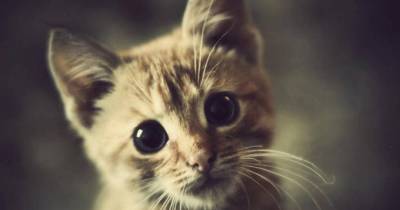 Lymphoma In Cats: What Is It, And How Is It Treated?