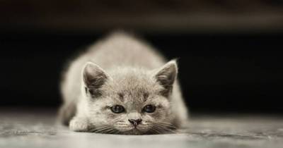 8 Things You Should NEVER Do To Your Cat