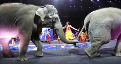 The Heartbreaking Final Show Of Barnum And Bailey&rsquo;s Elephants As Public Outcry Leads To Early Retirement
