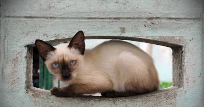 A Song Of Ice And Fur: Siamese Cats, Clearly, Are White Walkers