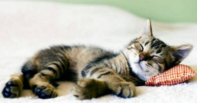 8 Hacks For Sleepless Cat Owners