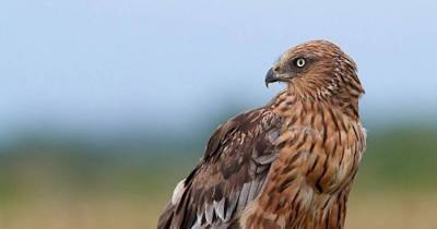 Animals That Are Both Male And Female, And They're Not What You Think