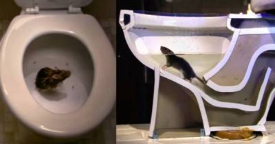 See How Easily A Rat Can Wriggle Up Your Toilet