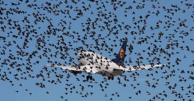 Ever Wondered What Happens When A Bird Hits A Plane's Engine?