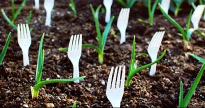 The Gardener Sticks Forks Into The Soil. The Reason Why Is Amazing!