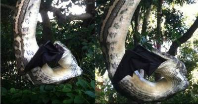 Giant Python Swallows A Huge Bat In Australia!