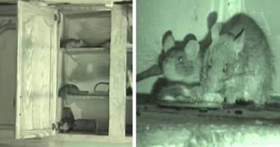 Living With Thousands Of Rats